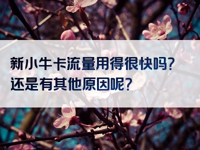 新小牛卡流量用得很快吗？还是有其他原因呢？