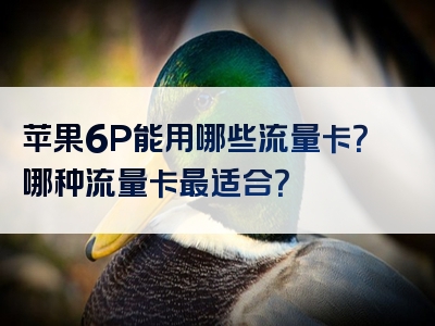 苹果6P能用哪些流量卡？哪种流量卡最适合？